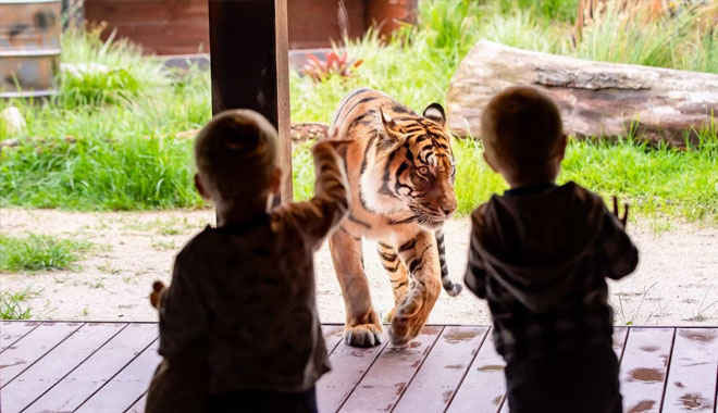 taronga zoo6