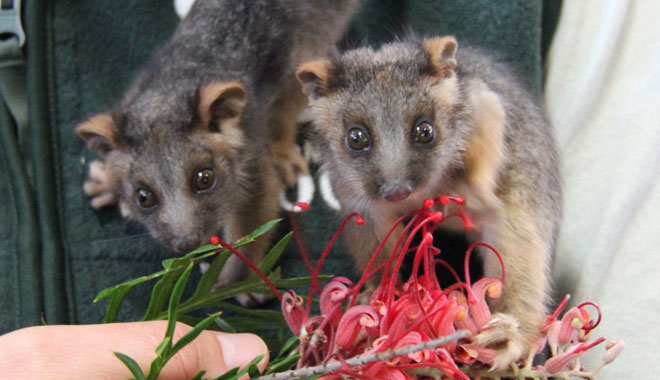 taronga zoo8