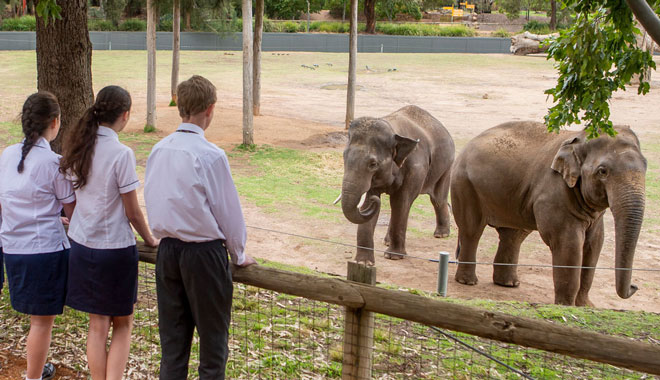 taronga zoo9