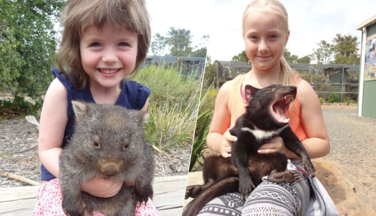 tas wombat