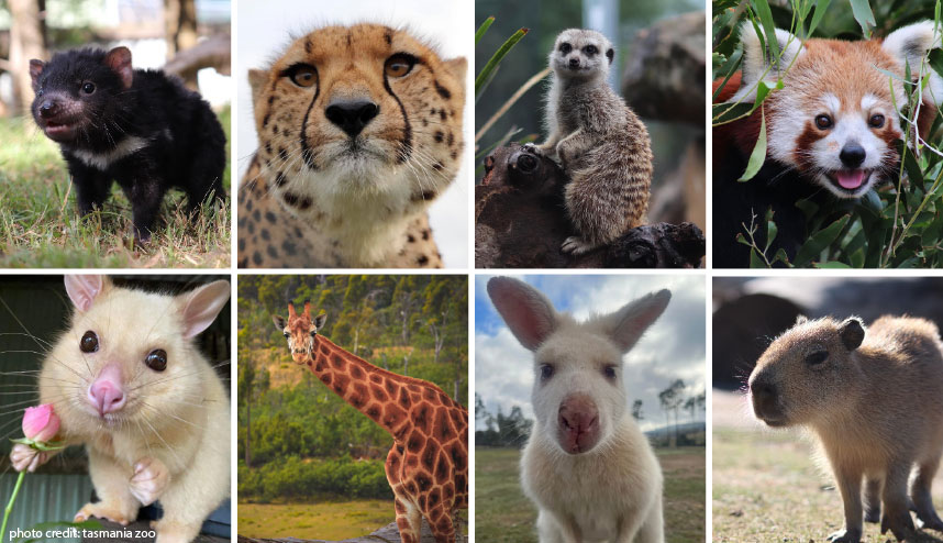 tasmania zoo 1