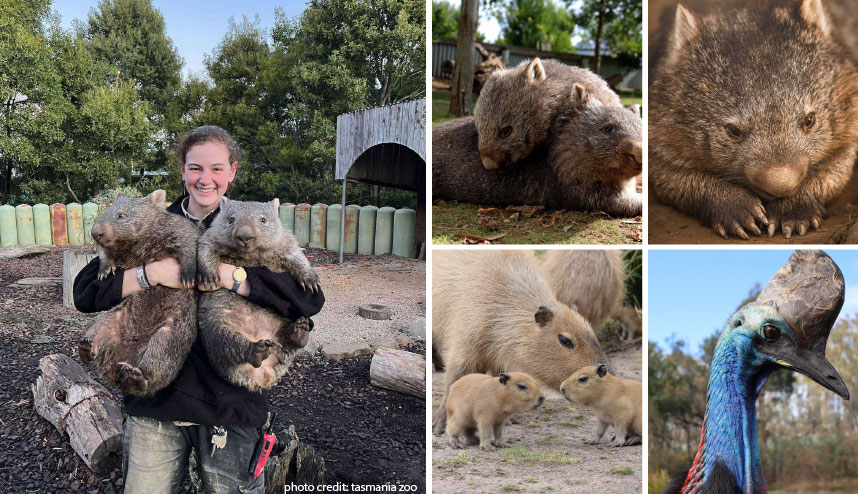 tasmania zoo 2