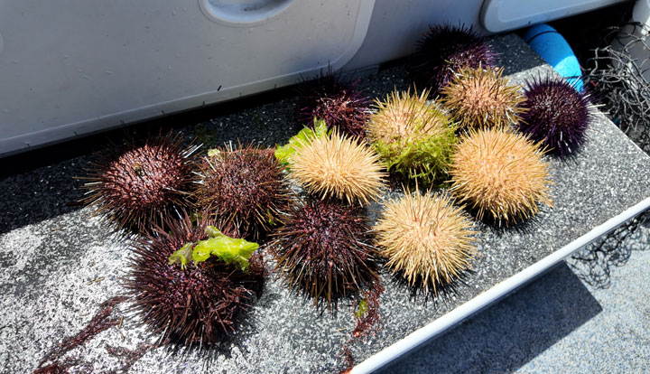 tasmanian seafood seduction5