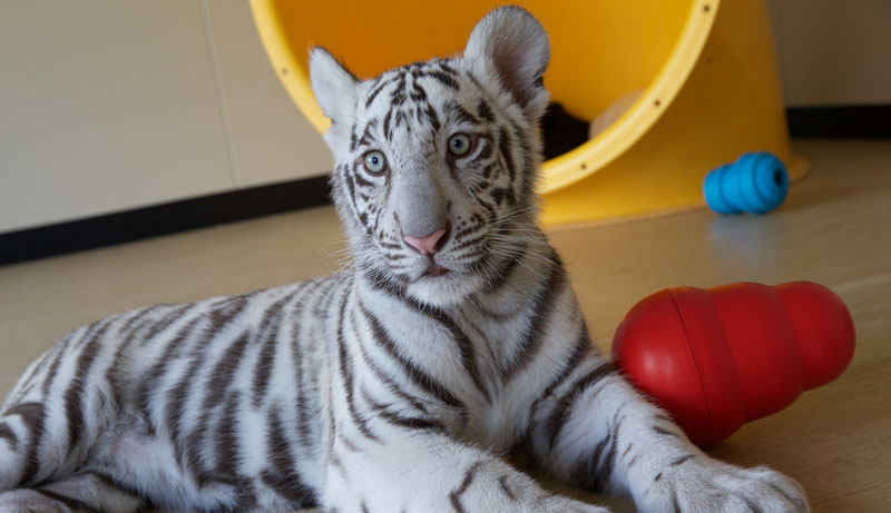 tiger island Dream world 556