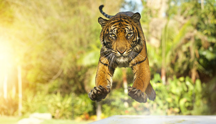 tiger island Dream world