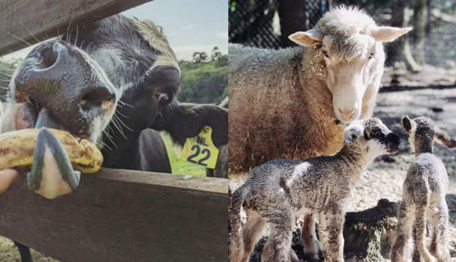 tropical fruit world WEB 015