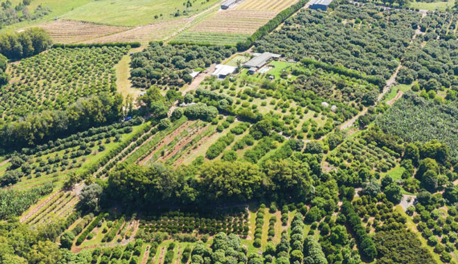 tropical fuirt world 005