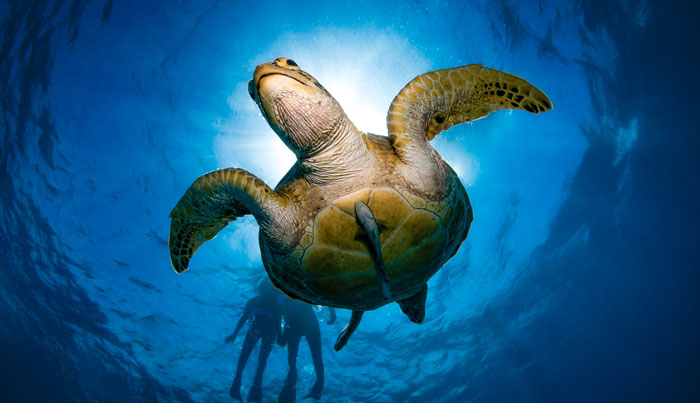 tusa reef tours 1