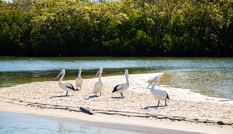 tweed eco cruises 10