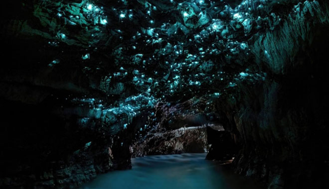 waitomo glow worms cave 51