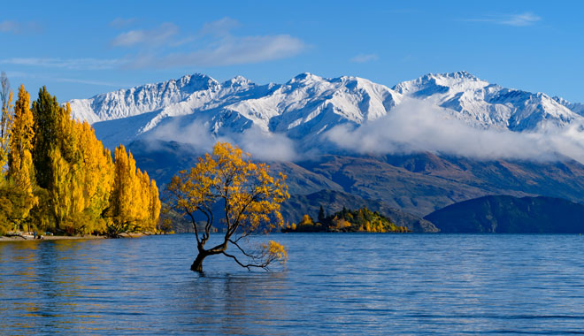Panorama of Wanaka Tree with snow mountains in autumn/fall
