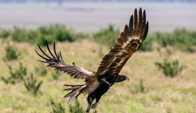 wave rock scenic flight 002