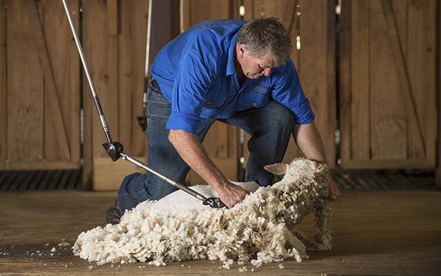 wbs 6 sheep shearing jpg