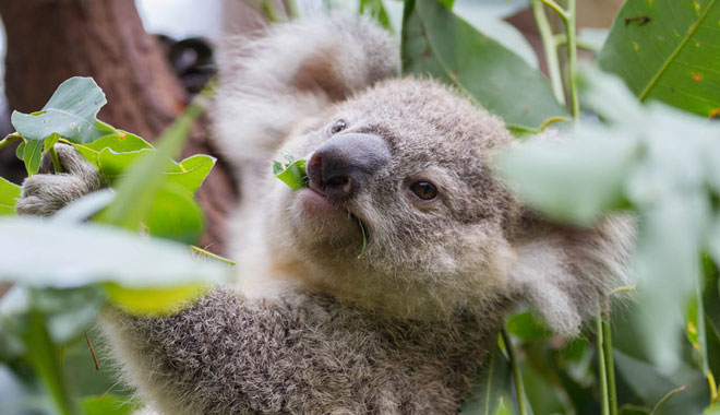 web Currumbin Grazing Koala Desktop