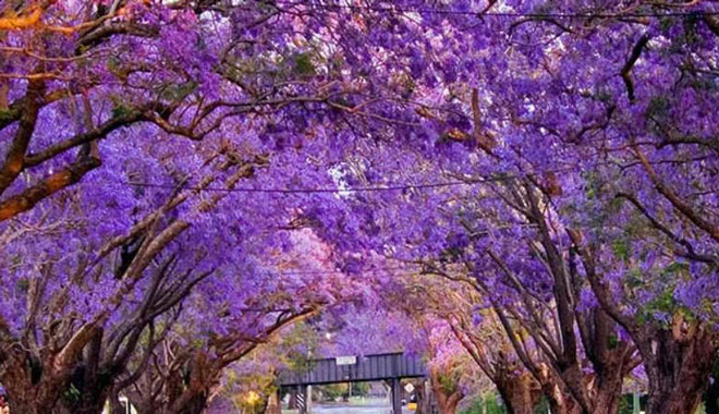 web Jacaranda Grafton 9