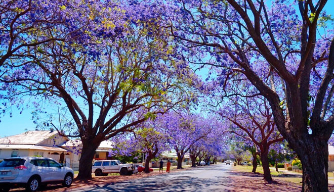 web Jacaranda Grafton