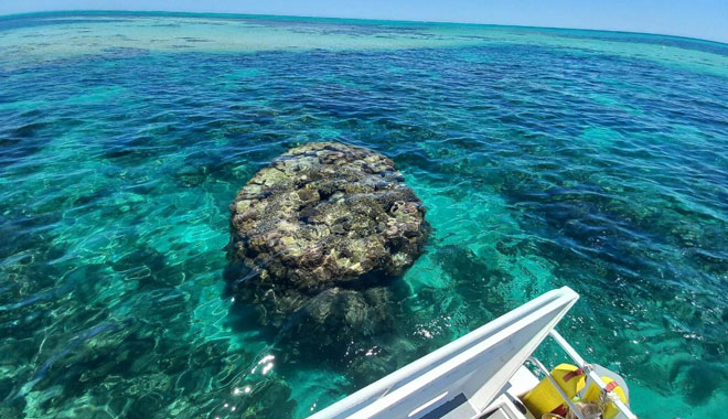 web View Ningaloo Coral Viewing & Snorkel Tour 2 Hours 2