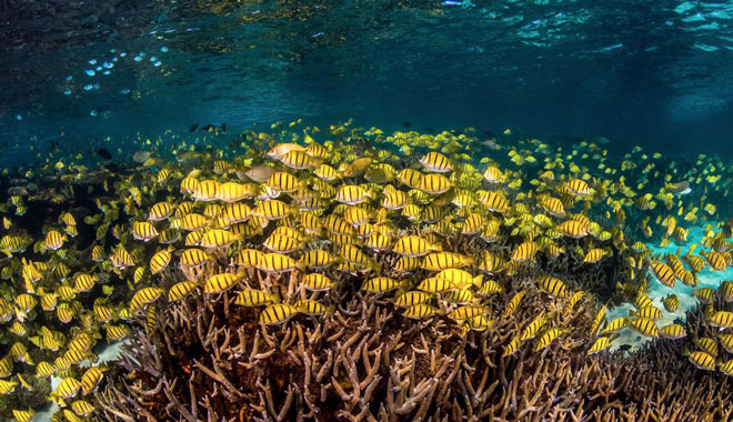 web View Ningaloo Coral Viewing & Snorkel Tour 2 Hours 7
