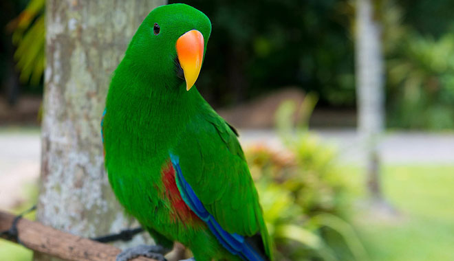 web billy tea 1 DAY DAINTREE RAINFOREST 02