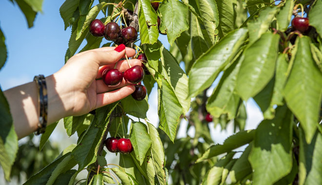 web cherry hill VIC 2 