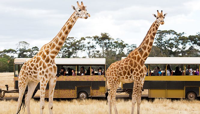 werribee open range zoo 1 jpg