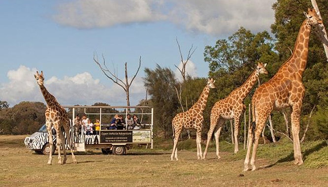 werribee open range zoo 10 jpg