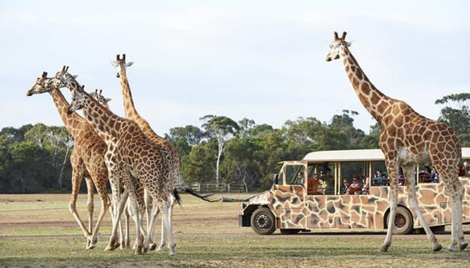 werribee open range zoo 5 jpg