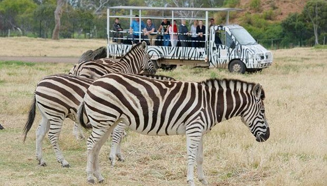 werribee open range zoo 9 jpg