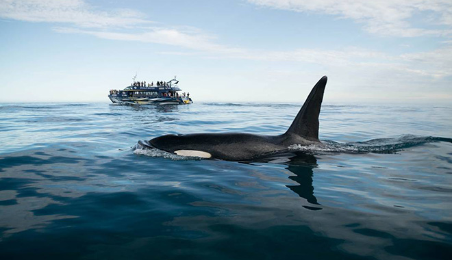 whale watch kaikoura new 1