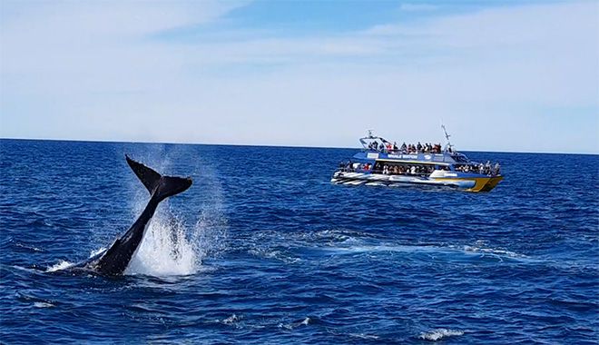 whale watch kaikoura new 10