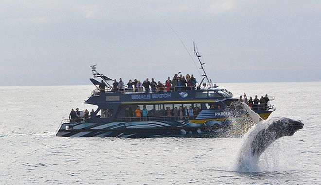 whale watch kaikoura new 2
