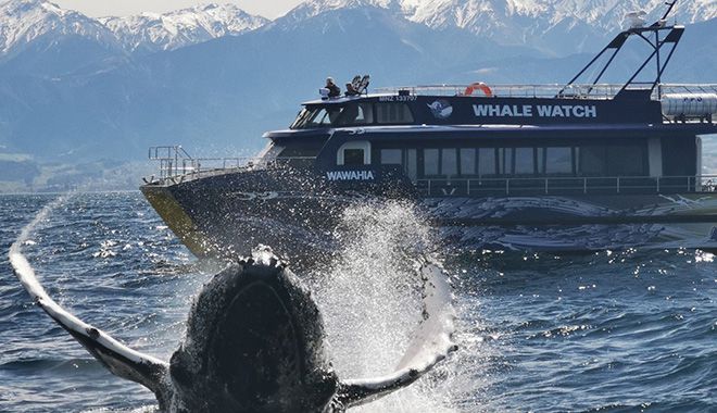 whale watch kaikoura new 6
