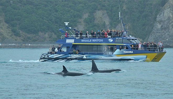 whale watch kaikoura new