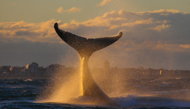Tail swipe during sunset