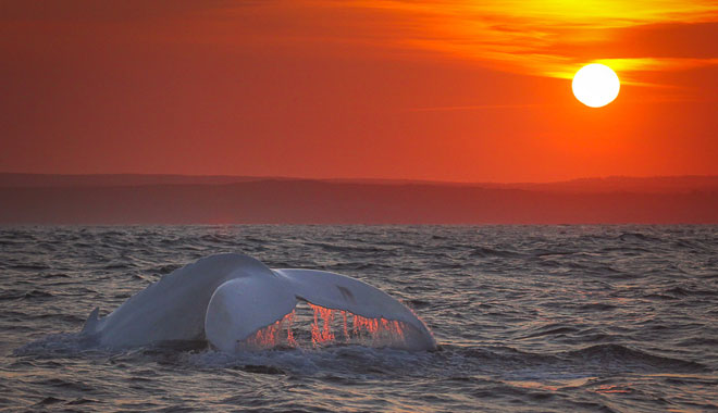 A rare photo of Migaloo, the famous white whale during sunset past Cronulla.
