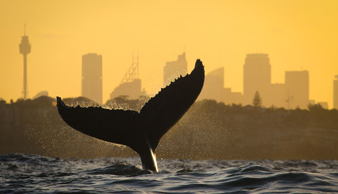 whale watch sunset 005