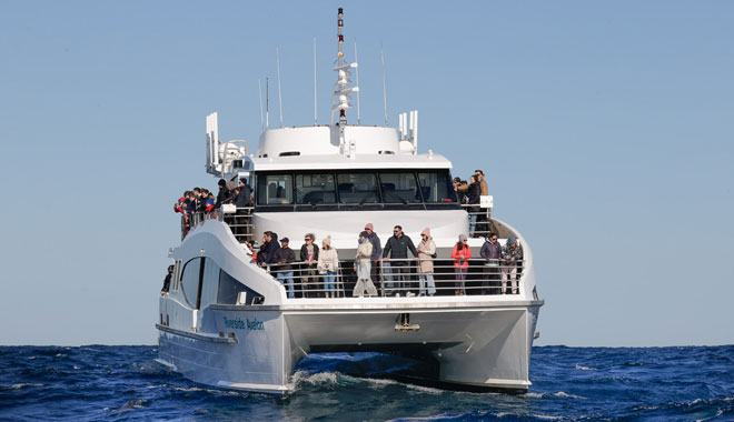 whale watch sunset 009