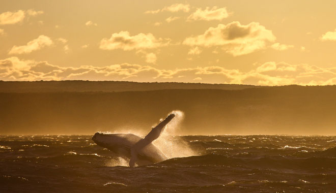 a Humpback Whale breaches during sunset off the coast of Sydney