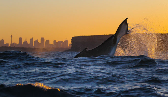 a humpback whale tail slaps just outside the harbour entrance during sunset