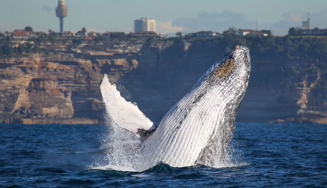 whale watching on fantasea avalon1