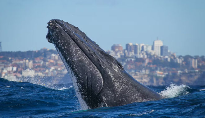 whale watching on fantasea avalon2