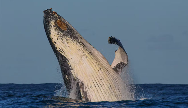 whale watching on fantasea avalon3