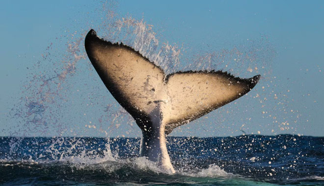 whale watching on fantasea avalon4