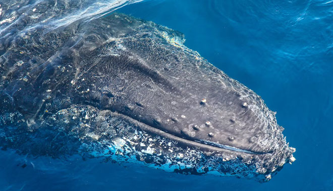 whale watching on fantasea avalon5