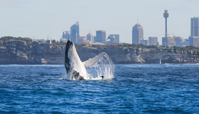 whale watching on fantasea avalon7