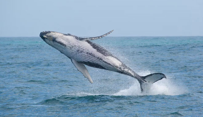 whale watching on fantasea avalon8