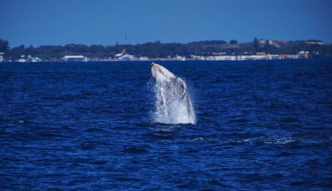 whale watching perth 002