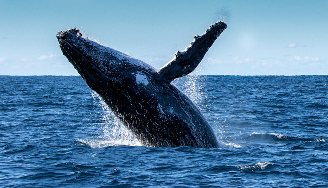 Breaching Humpback Whale (Megaptera novaeangliae)