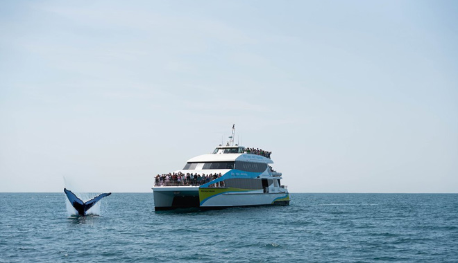 whale watching perth 052