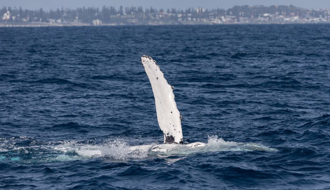 whale watching perth 056
